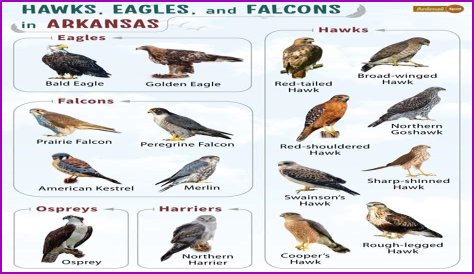 Falcons Of Ocala - Lighting Fast Flyers